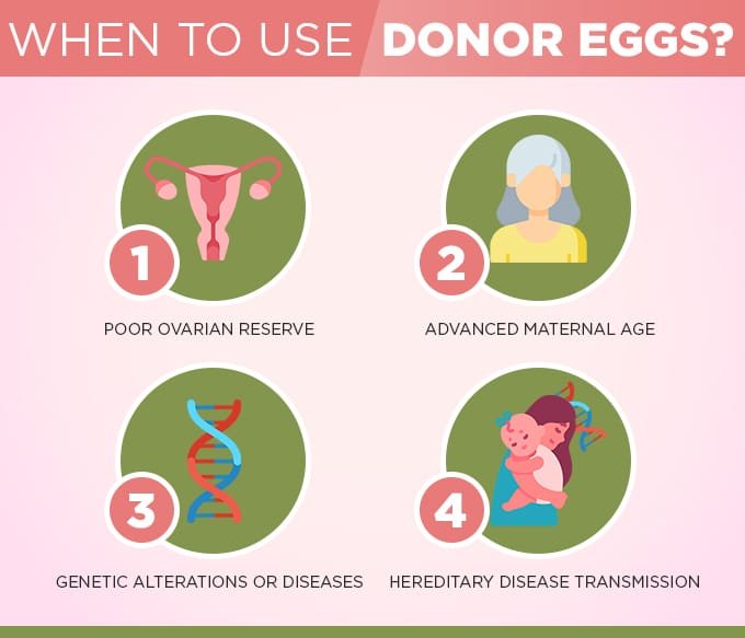 Egg donation