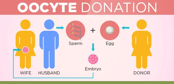 oocyte donation