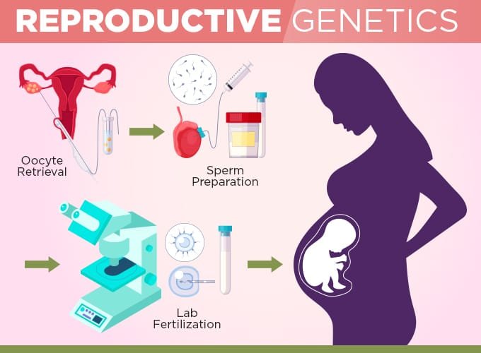 process of reproductive genetics